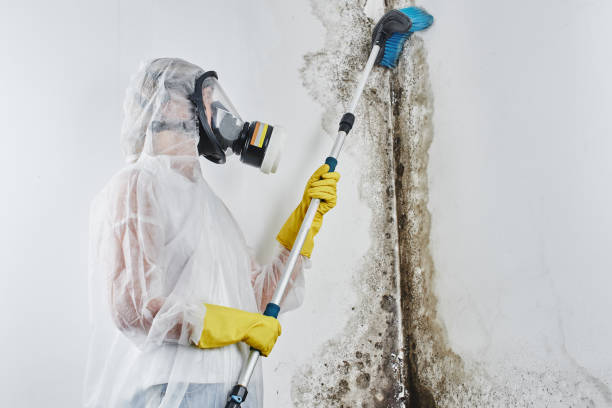 Best Crawl Space Mold Removal  in Norwood, NJ