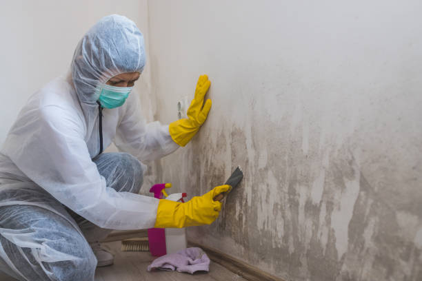 Best Affordable Mold Removal  in Norwood, NJ