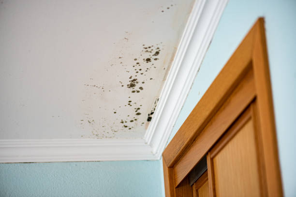 Best Residential Mold Removal  in Norwood, NJ