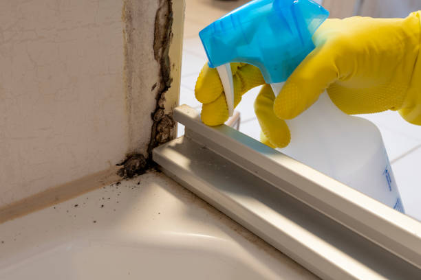 Best Same-Day Mold Removal  in Norwood, NJ