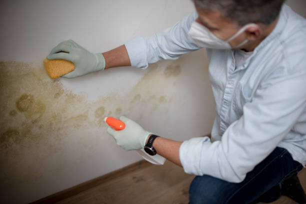 Best Certified Mold Removal  in Norwood, NJ