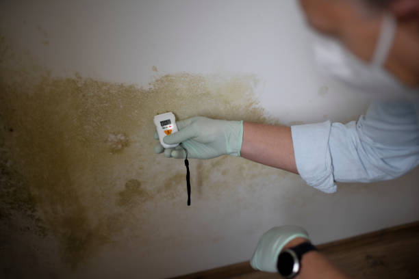 Best Mold Damage Repair  in Norwood, NJ