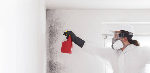 Best Best Mold Removal Companies  in Norwood, NJ