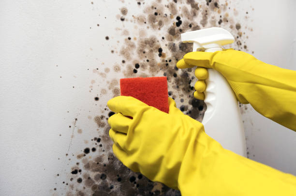 Best Fast Mold Removal  in Norwood, NJ