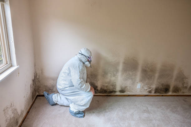 Best Crawl Space Mold Removal  in Norwood, NJ