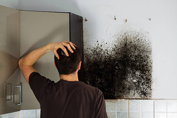 Best Professional Mold Removal  in Norwood, NJ