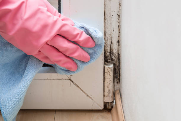 Best Local Mold Removal Service  in Norwood, NJ