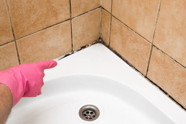 Best Mold Removal Near Me  in Norwood, NJ